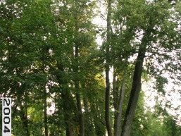 Adakavo_a_taur_adak_105-65a99fccd34cfc6424678f80d69b83be.JPG