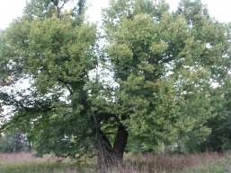 Alanciu_a_pane_alanc_030-1ecf150ad419d13561bd31afe52920a0.JPG