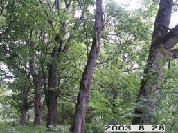 Ariogalos-Cekuvos_a_rase_ariog_020-fcd8c6c8a410f9b09535f902665bc336.JPG