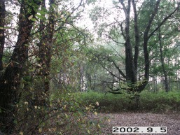 Bajoriskiu_a_uten_bajo_005-3cae21d605e863d29ca1d27b0783c45f.jpg