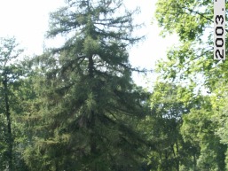 Balbieriskio_a_prie_balbier_079-d63a907235218695cfda9130f9df7a26.JPG