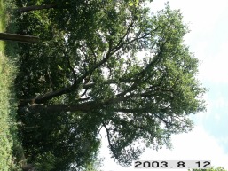 Barborlaukio_a_jona_barborlau_024-b9ae2ea2cd08104080744e703cbd66c0.JPG