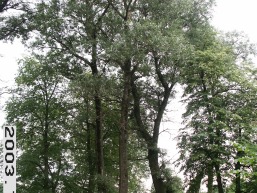 Bezdoniu-I-Arvydu_a_viln_bezdon_046-f4efca41468624c6013000d07554530b.jpg
