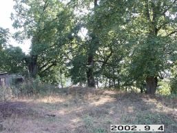 Bijutiskio_a_mole_biju_009-600de84df444d142e6fce09b632ca178.jpg