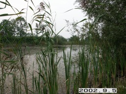 Bikuskio_a_uten_bikus_001-69af9bd20076b022f01e852b584747ee.jpg