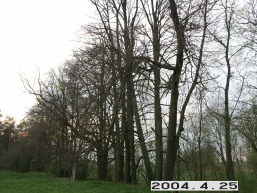 Birzeliu_a_radv_birz_022-ea8974019321e3e02260a81be9e71cc7.JPG