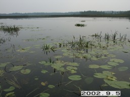 Ciulu_a_mole_ciul_002-dc9d03858768a717a175ab7eb5c7416f.jpg