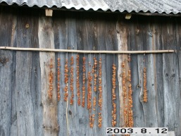 Daiguciu-Aukstutines-Kulvos_a_jona_daiguc_052-e81672b6ae3faef6022c95178bb34f57.JPG