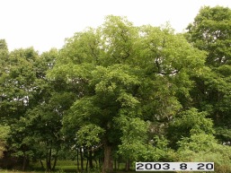 Daudzgiriu_a_birz_daudz_015-e4e953942f01894a82c04d121e65fd39.JPG