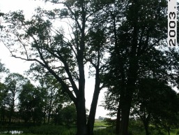 Dauksiagires_a_prie_dauks_010-3a4dd45f889791672e372fa03a5f8df5.JPG