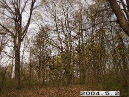 Dovydiskio_a_pakr_dovy_005-bba8dc8d95e927ec661cc576ca714df2.JPG