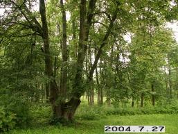 Dziuginenu_a_tels_dziug_036-005ccbb7f1f48ce3efc789fb3ecde6fc.JPG