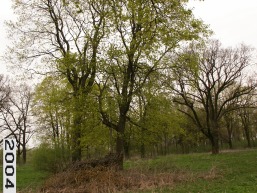 Geruciu-Glebavos_a_pakr_geru_002-8f643c4d081ac99a4cd2e4350171103b.JPG