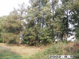 Girsteitiskio_a_mole_girs_014-733dd255df1f2c2e861f71b93a49cb04.jpg