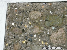 Gornostajiskiu_a_salc_gornost_039-cd1be95bb9407c06b1bfb64a47932270.JPG