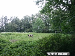 Gornostajiskiu_a_salc_gornost_041-3294c246ffd358ad41c569888236649f.JPG