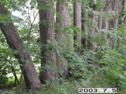 Gornostajiskiu_a_salc_gornost_059-9fe4c7c9b0380caa56414d864b8cdf72.JPG