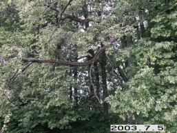 Gornostajiskiu_a_salc_gornost_062-fee7f43a9464f386bb25c5df27cd2f89.JPG
