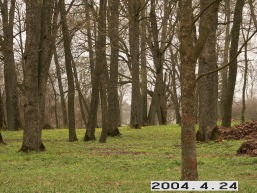 Grinkiskio_a_radv_grin_089-d71aed1a42eab1af243303a01754c73e.JPG
