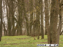 Grinkiskio_a_radv_grin_090-de4d0ccb336036a84c84bb2415b0fb90.JPG