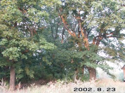 Griskauciznos-Griskiskos_a_igna_grisk_001-fb26b65ef49801354497bd62c970591e.jpg