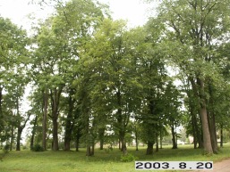 Gulbinenu_a_pasv_gulb_022-88756581ff5d932bd1a87bec81c1923d.JPG