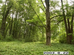 Ilzenbergo_a_roki_ilzen_049-6512b14a496c964464a2d23c9d51db2b.JPG