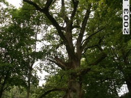 Ilzenbergo_a_roki_ilzen_053-3edd4992073487c875f79596e417cf16.jpg