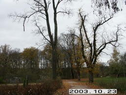 Jaksiskio_a_anyk_jaksis_114-8880bd51270aeadf1ae840af5d8d7f2f.JPG