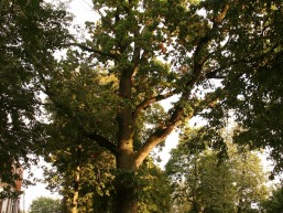 Jotainiu_a_pane_jotain_003-f0531a8f7962f7bd144aa60f356ccbd6.jpg