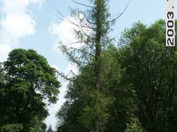 Juodes_a_sirv_juode_002-eab88833beb6f2507719ca38208785c7.jpg