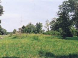 Kairenu_a_viln_kairen_002-0fe44df94bf222907874dca55761e4ba.jpg