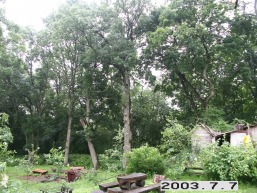 Kalno-Rieses_a_viln_kalnries_047-bad79c47142351d92da159ba2fce7f88.JPG