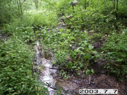 Kalno-Rieses_a_viln_kalnries_051-c84ccb8e6b8f619738cd03300b2a4d9f.JPG