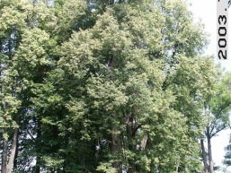 Kaltanenu_a_sven_kaltan_017-a9449e3693c0394acf7b6332941c2c43.jpg