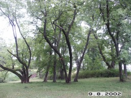 Kazokines_a_igna_kazok_008-e8577b7fe260ae2fa7cdc7fb5a03d05a.jpg