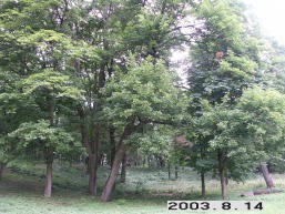 Kedainiu_a_keda_kedain_012-44ce6f763e02c6ce48c06c9ea5dbeb2d.JPG
