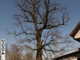 Klovainiu-Krivaiciu_a_pakr_klov_085-f29ebd0ed7e793a7b781ccb803dc1e03.JPG