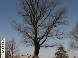 Klovainiu-Krivaiciu_a_pakr_klov_100-96aa5084dcad9454b7a7b4eaf2748bc4.JPG