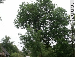 Korvio_a_viln_korv_010-cfa02a24b5f444e805e557f3dd2d74b5.jpg