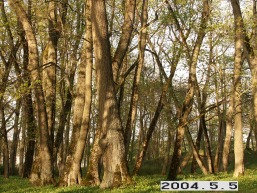 Kurtuvenu_a_siau_kurt_004-63be4b53a0070c77a957d32c2c72ecd5.JPG