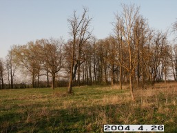 Lasmenpamusio_a_pakr_lasm_083-a62d1eb4902e8453aa4a6a38a799a2a9.JPG