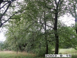 Linkuvos_a_kaun_linkuv_105-ba611d59a0334b5a99d8d7ff8d138821.JPG