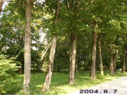 Lomiu_a_taur_lomi_062-1bbade7b977955ef9907f9d7ad377e79.JPG