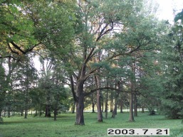 Lyduokiu-Kureju_a_ukme_lyduok_041-513df0d24876c39755a6572b491744bb.JPG