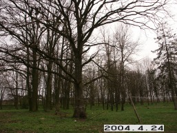 Maldziunu_a_radv_mald_101-5c6e371ad5f66a90417b25e85443a082.JPG