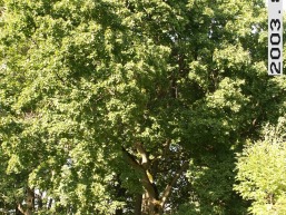 Mantagailiskio_a_birz_mantag_057-22a9f0f85700dac10260c884c42c2c4e.JPG