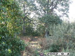 Martyniskiu_a_mole_marty_005-2d68992fa03f46d42fc65f6ab8dd7f39.jpg