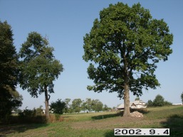 Martyniskiu_a_mole_marty_008-66cd269e089fa0fc650bf98fa9cf1a8e.jpg