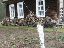 Mazelatos_a_sven_mazelat_032-b8ab07651ad7fcfcc27375bbcd57d024.JPG